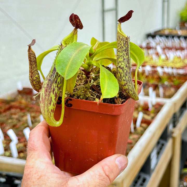 Tropical Pitcher, Nepenthes 'Zakariana,' seed grown. by Nepenthes