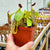 Tropical Pitcher, Nepenthes 'Zakariena' -  Small plant in 9cm plastic pot - Carnivorous Plant