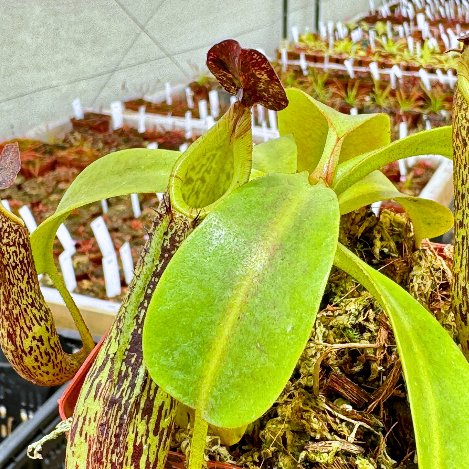 Tropical Pitcher, Nepenthes 'Zakariena,' seed grown. - - Carnivorous Plant