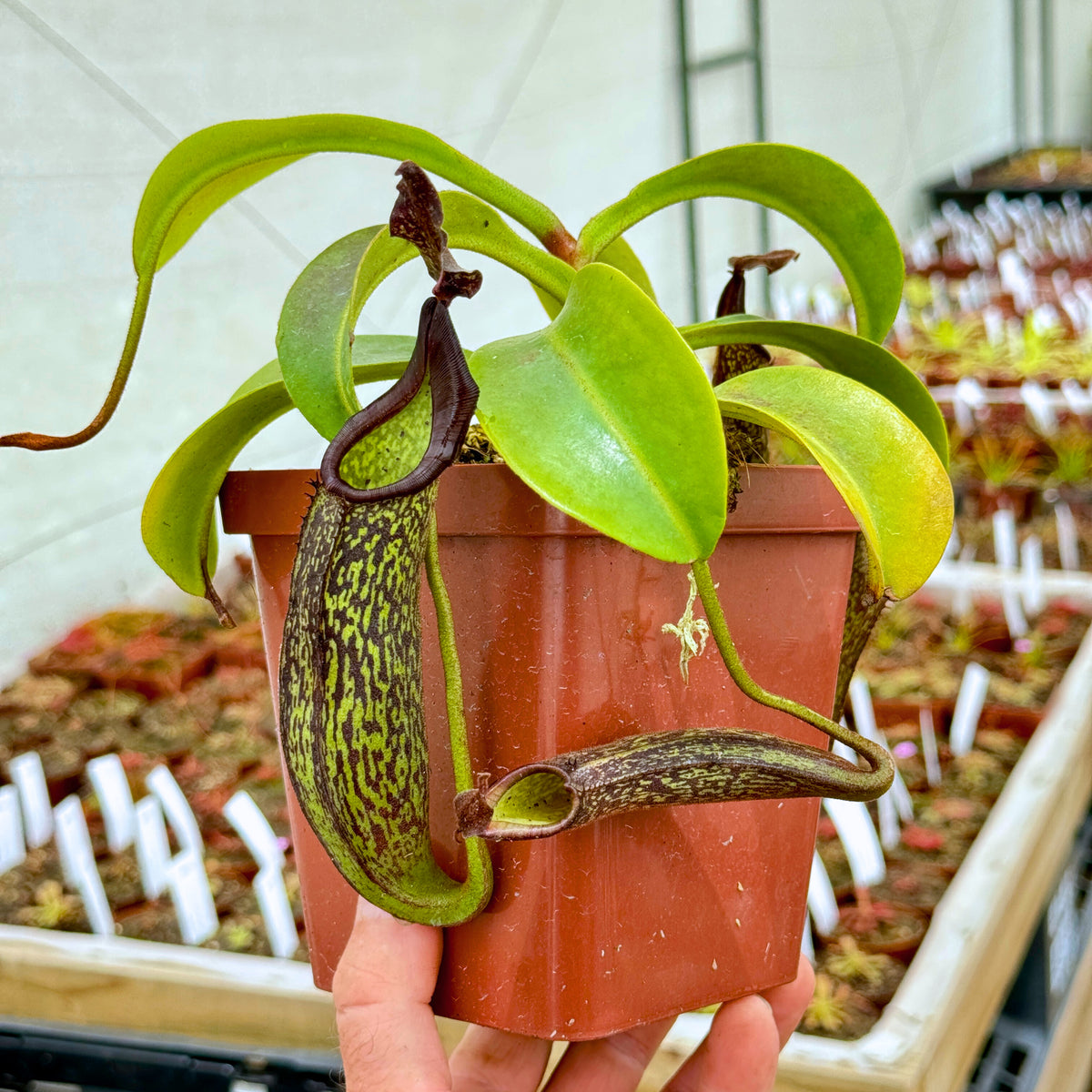 Tropical Pitcher, Nepenthes 'Zakariena,' seed grown. - Medium plant in 12cm plastic pot - Carnivorous Plant
