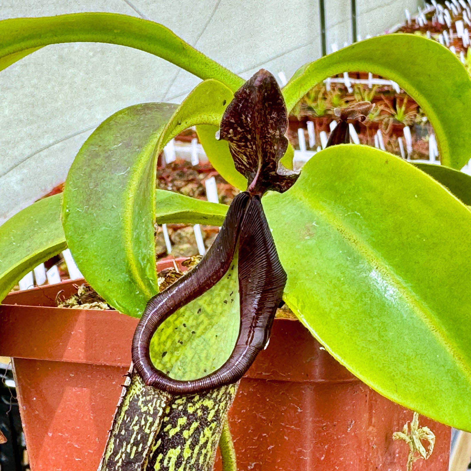 Tropical Pitcher, Nepenthes 'Zakariena,' seed grown. - - Carnivorous Plant