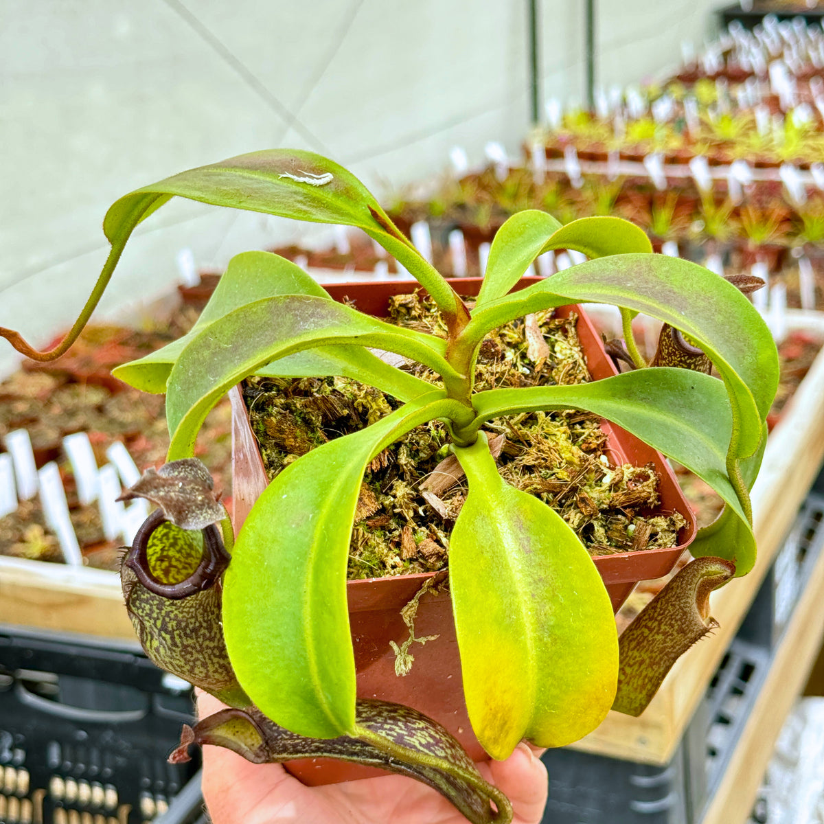 Tropical Pitcher, Nepenthes 'Zakariena,' seed grown. - - Carnivorous Plant