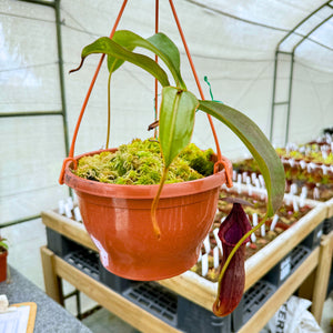 Tropical Pitcher, Nepenthes '(maxima x thorelii) x trusmadiensis' -  Older plant in 21cm hanging basket - Carnivorous Plant