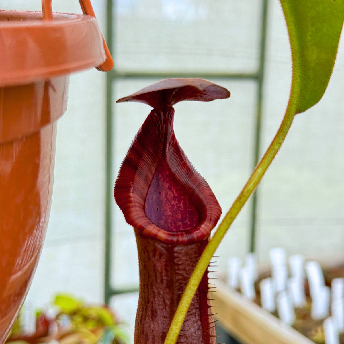 Tropical Pitcher, Nepenthes '(maxima x thorelii) x trusmadiensis' -   - Carnivorous Plant