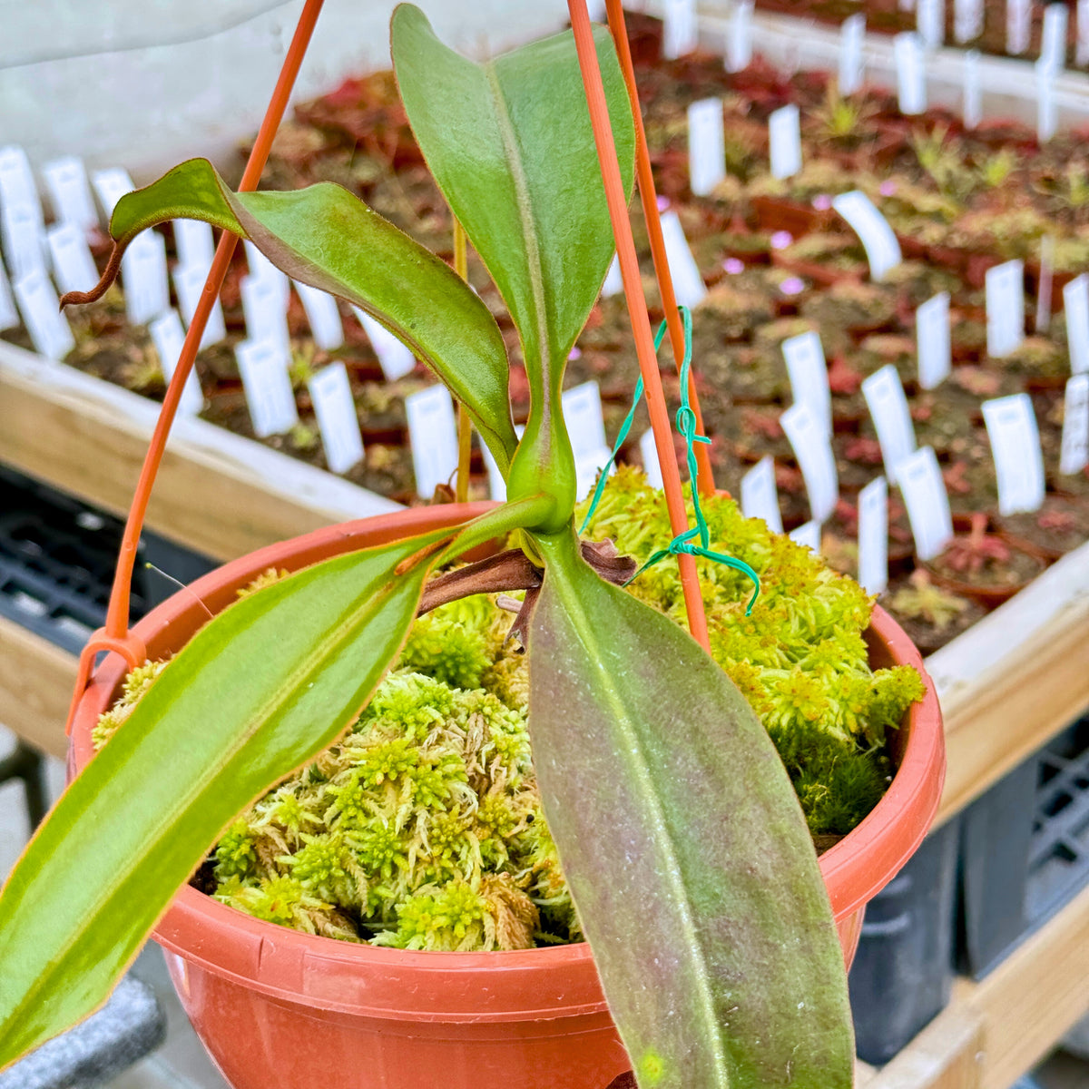 Tropical Pitcher, Nepenthes '(maxima x thorelii) x trusmadiensis' -   - Carnivorous Plant
