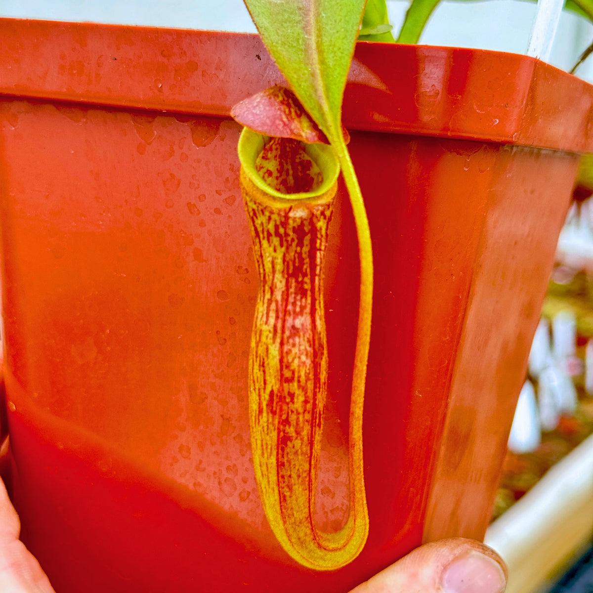Tropical Pitcher, Nepenthes '(maxima x thorelii) x trusmadiensis' -   - Carnivorous Plant