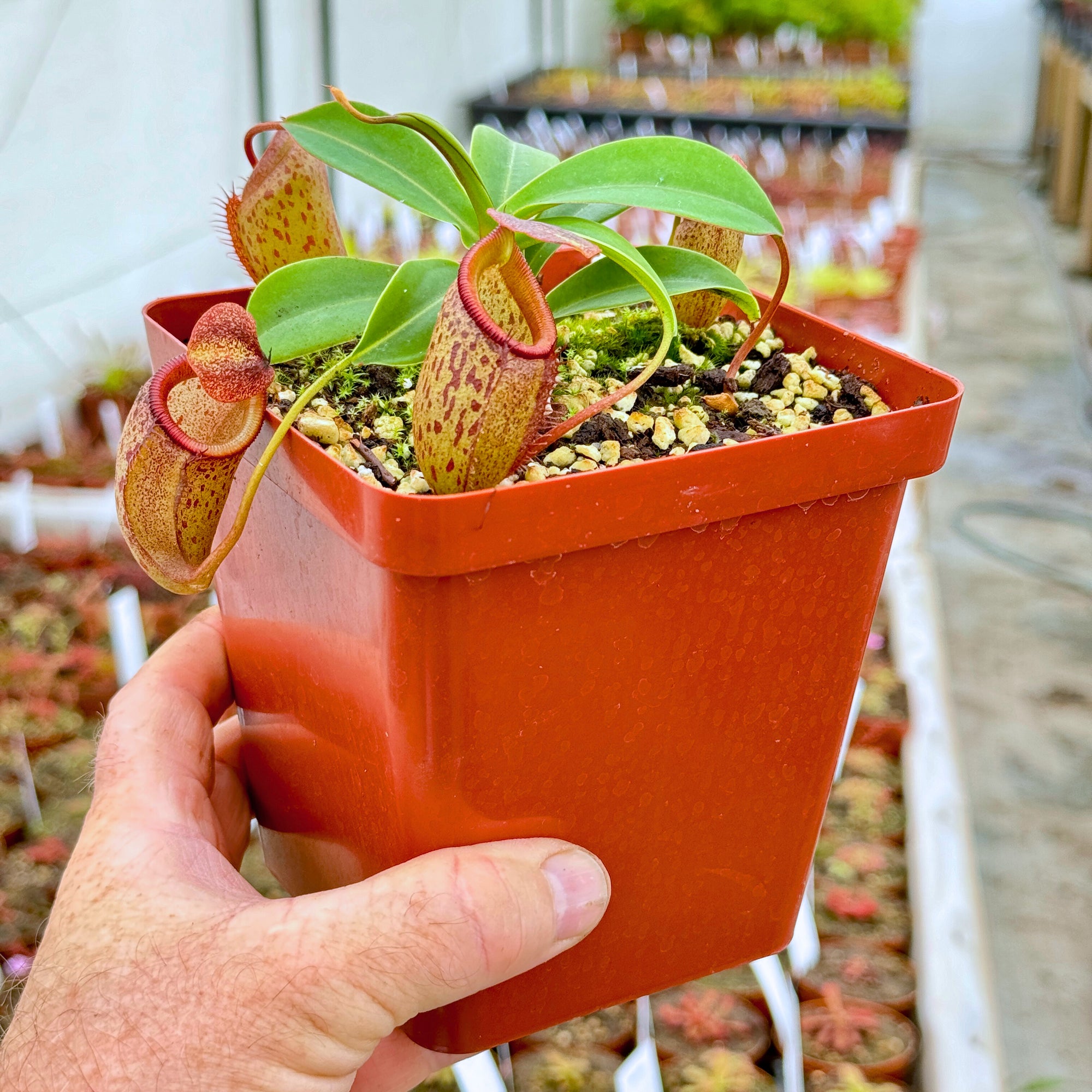Tropical Pitcher, Nepenthes 'talangensis x sibuyanensis,' BE-3641 -  Medium plant in 12cm plastic pot - Carnivorous Plant