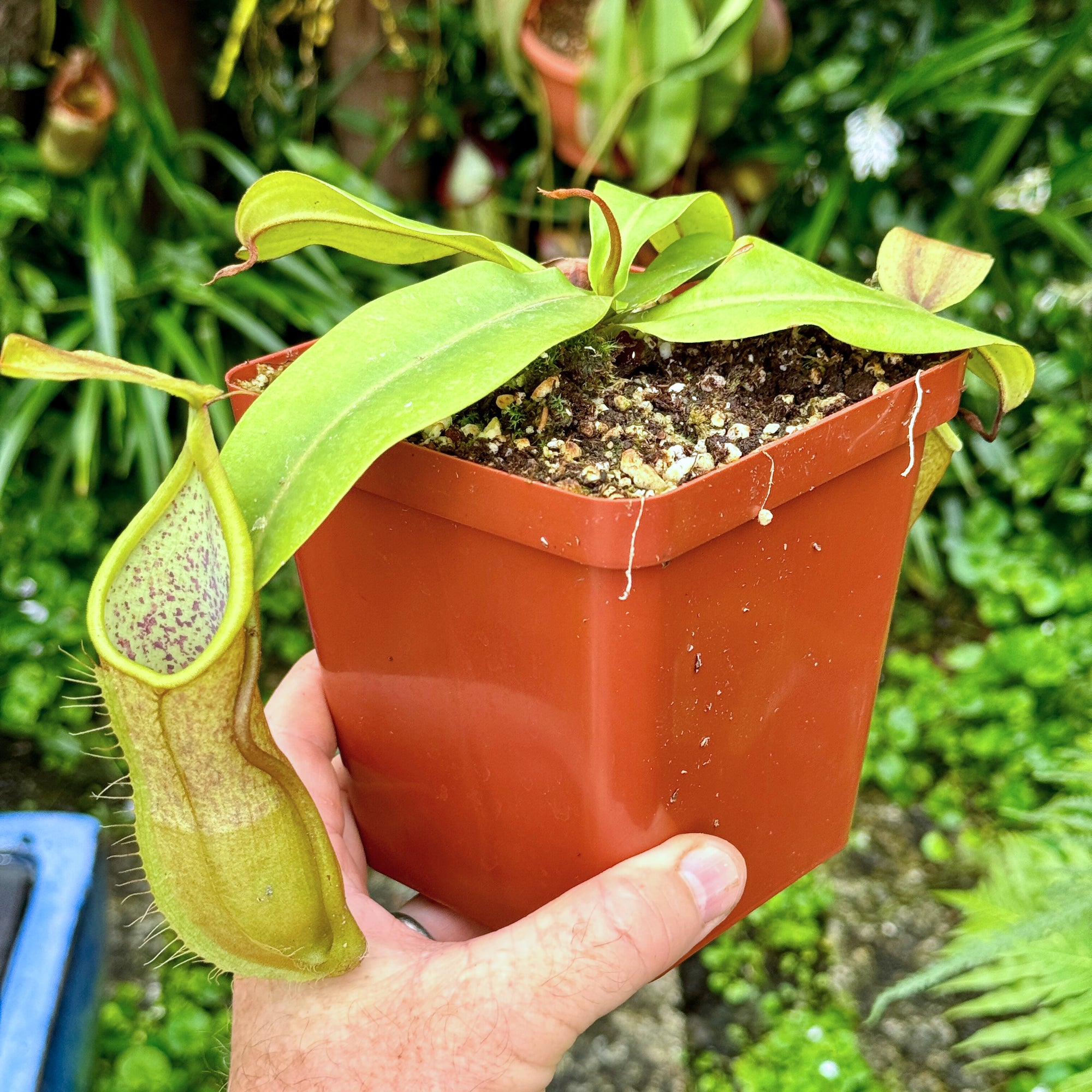 Tropical Pitcher, Nepenthes 'Hirsuta x Rebecca Soper (Louisa)' -   - Carnivorous Plant