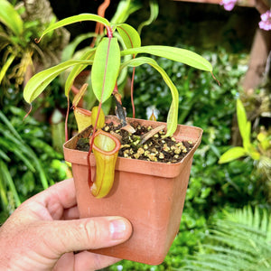 Tropical Pitcher, Nepenthes 'ventricosa x dubia,' BE-3742 -   - Carnivorous Plant