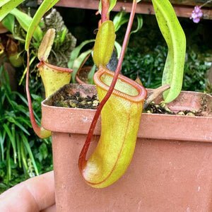 Tropical Pitcher, Nepenthes 'ventricosa x dubia,' BE-3742 -   - Carnivorous Plant