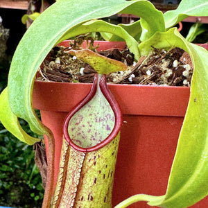 Tropical Pitcher, Nepenthes 'SP#1,' BE-3172 -   - Carnivorous Plant