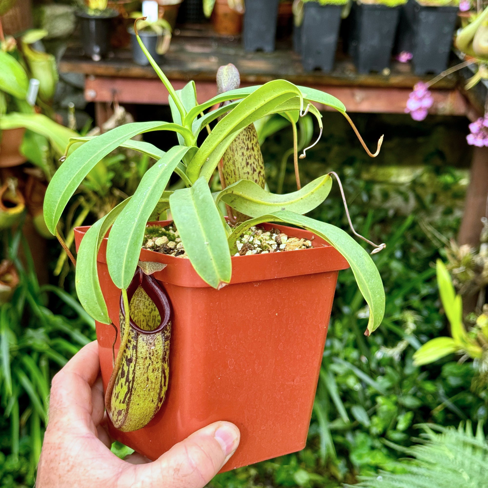 Tropical Pitcher, Nepenthes 'burkei x aristolochioldes,' BE-3846 -   - Carnivorous Plant