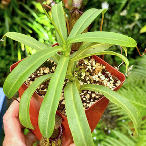 Tropical Pitcher, Nepenthes 'burkei x aristolochioldes,' BE-3846 -   - Carnivorous Plant