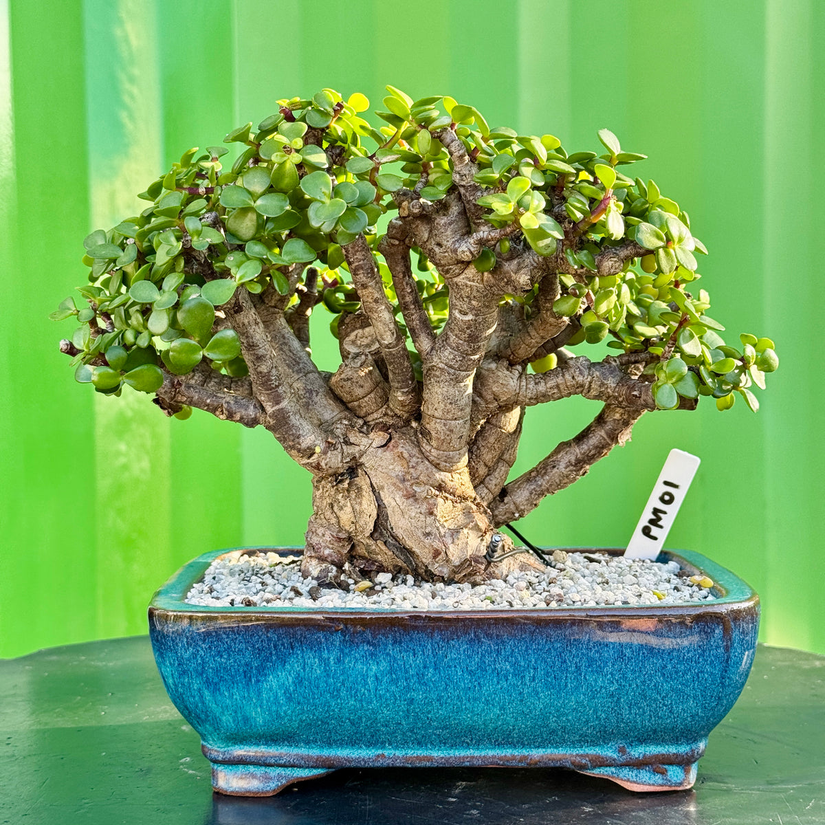 Portulacaria afra "Spekboom" by Bonsai Tree (Pty) Ltd.