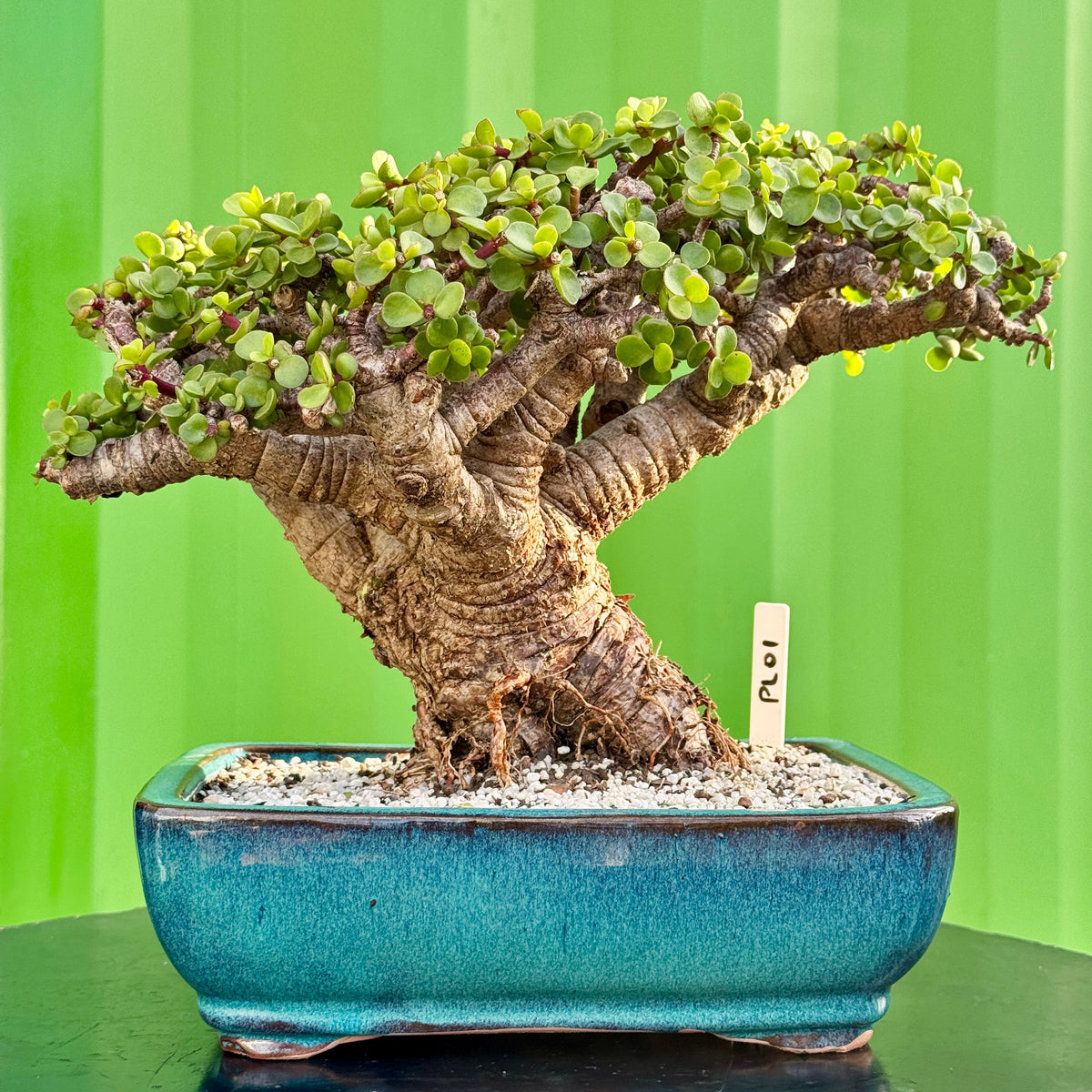 Portulacaria afra "Spekboom" by Bonsai Tree (Pty) Ltd.