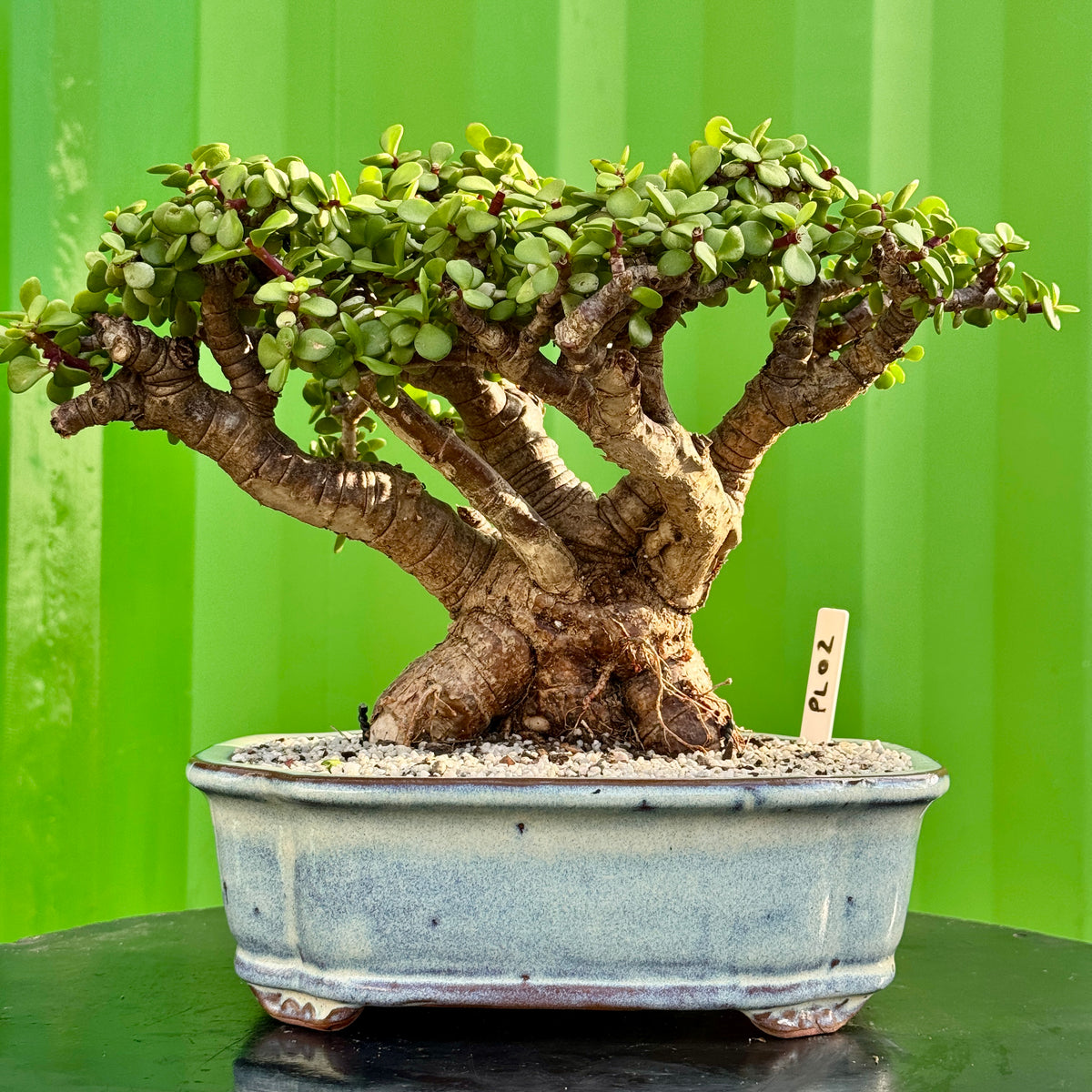 Portulacaria afra "Spekboom" by Bonsai Tree (Pty) Ltd.
