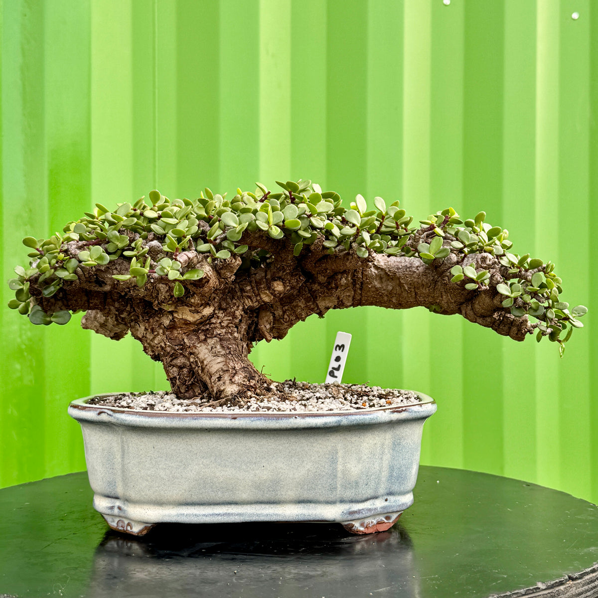 Portulacaria afra "Spekboom" by Bonsai Tree (Pty) Ltd.