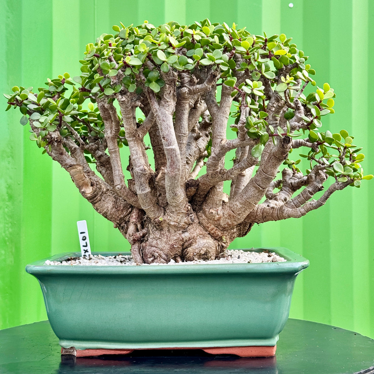 Portulacaria afra "Spekboom" by Bonsai Tree (Pty) Ltd.