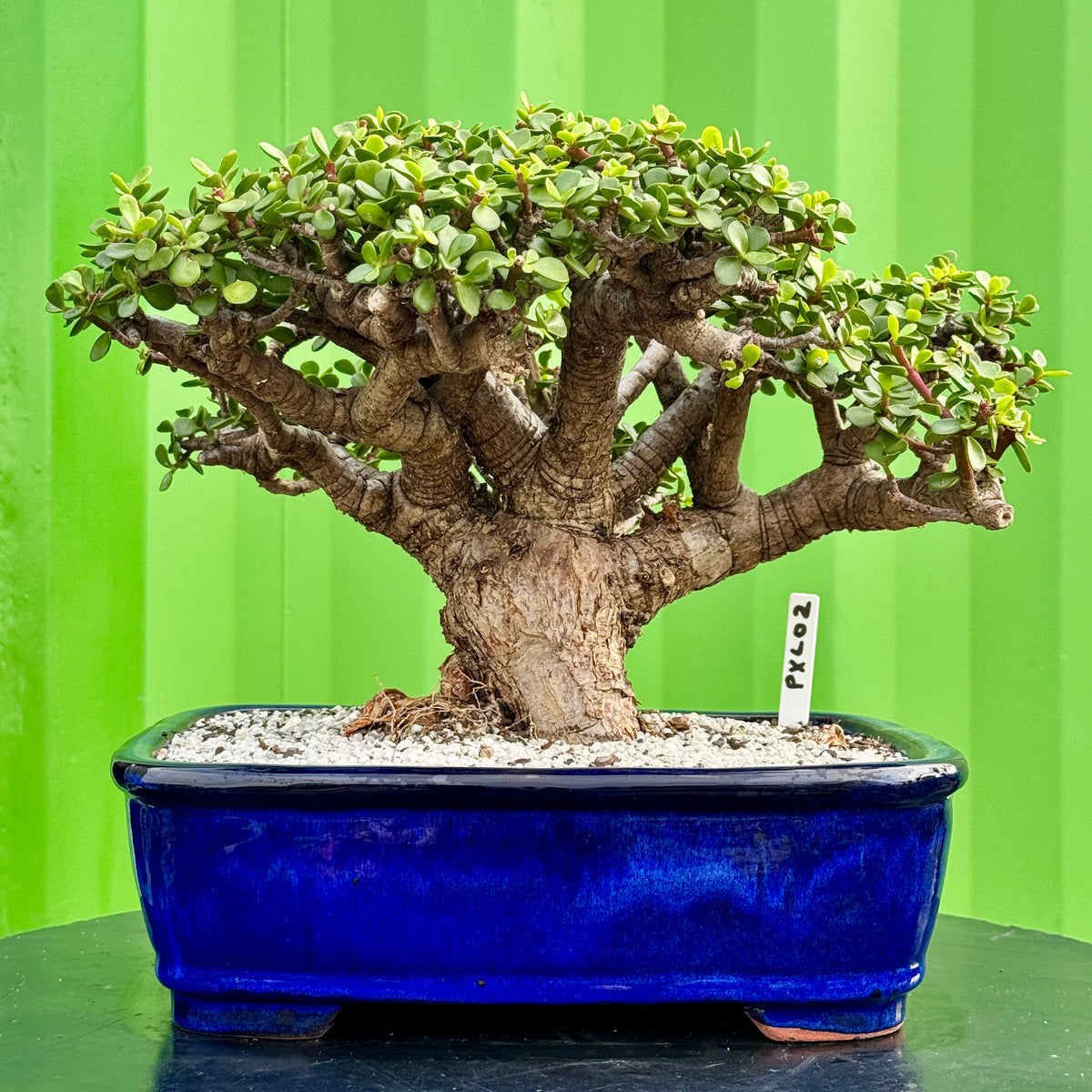 Portulacaria afra "Spekboom" by Bonsai Tree (Pty) Ltd.