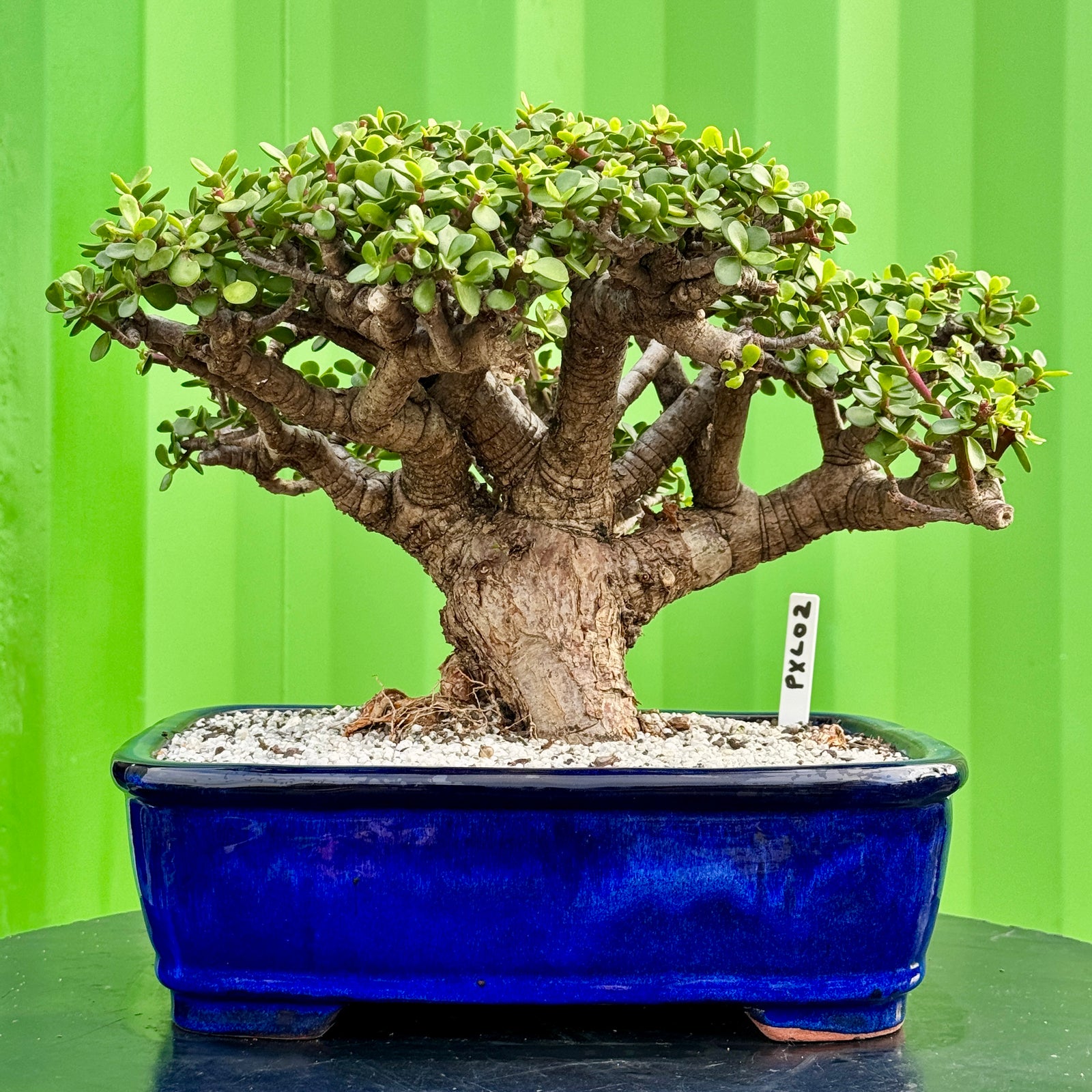 Portulacaria afra "Spekboom" by Bonsai Tree (Pty) Ltd.