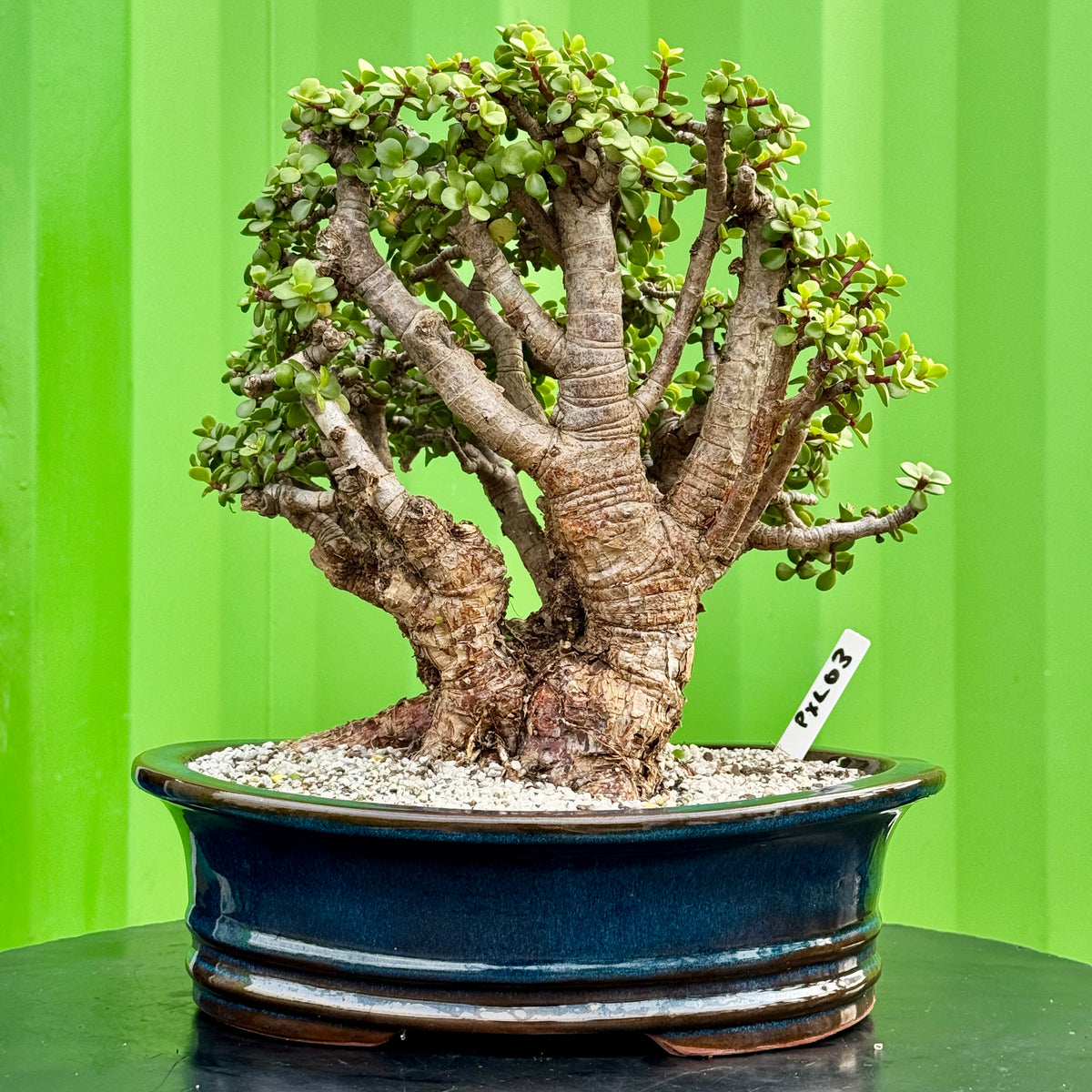 Portulacaria afra "Spekboom" by Bonsai Tree (Pty) Ltd.