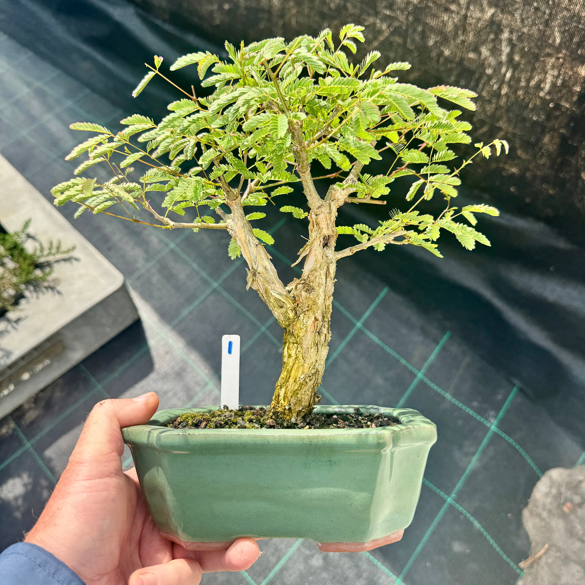 Acacia galpinii, Monkey Thorn