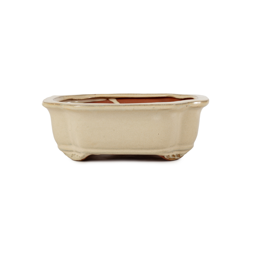 Assorted Glazed Bonsai Pots, 8" - Ivory Rectangle 21 x 27 x 9.5cm - Pots