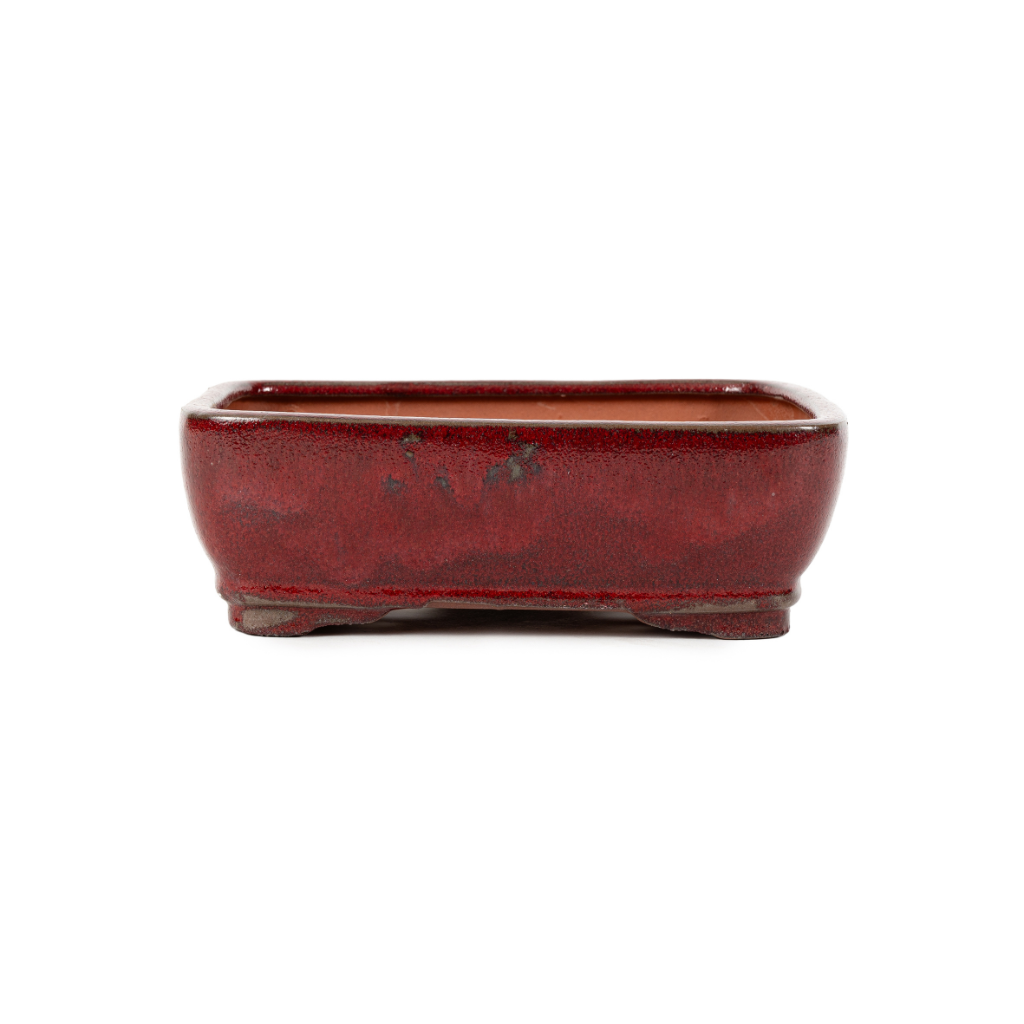 Assorted Glazed Bonsai Pots, 8" - Maroon-Red Rectangular, 22 x 17 x 7cm - Pots