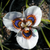 Moraea villosa, 5 bulbs. Rare and Indigenous. -   - Bulbs