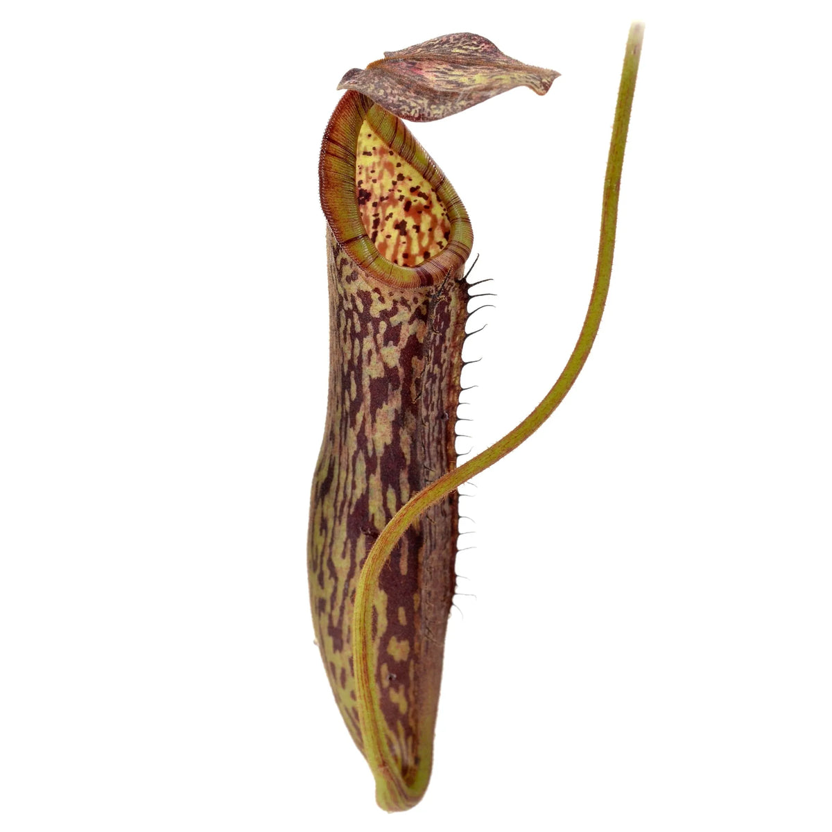 Tropical Pitcher, Nepenthes burbidgeae hybrid. Special Import