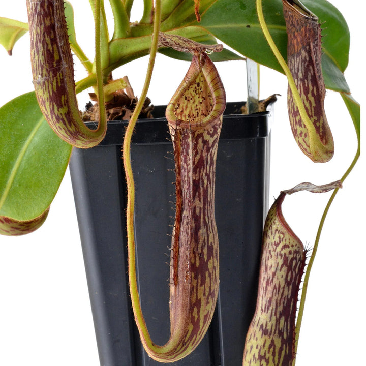 Tropical Pitcher, Nepenthes burbidgeae hybrid. Special Import