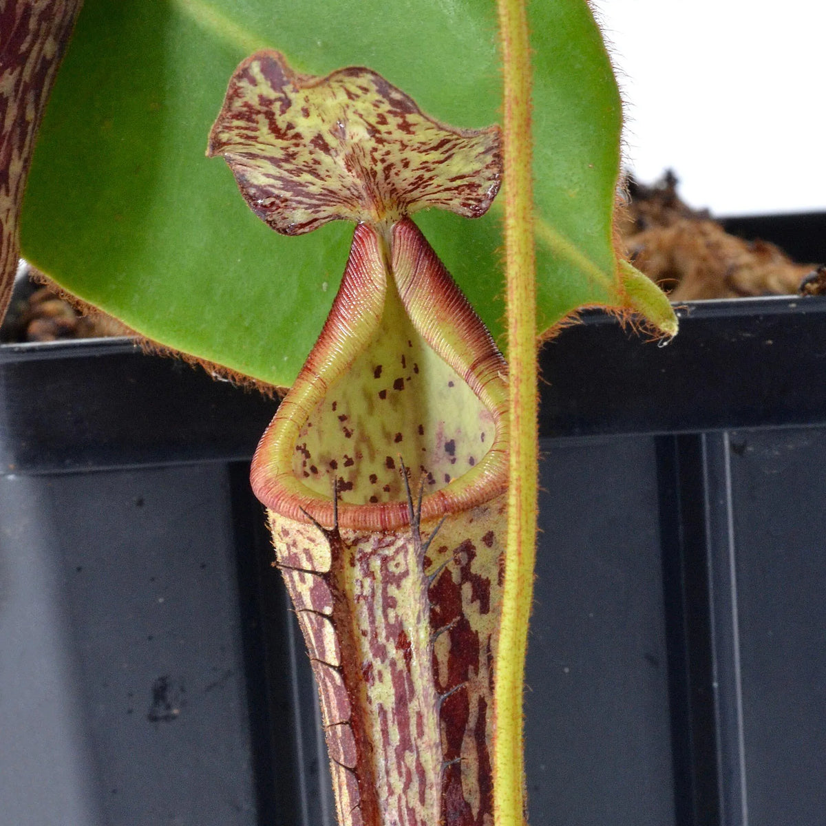 Tropical Pitcher, Nepenthes burbidgeae hybrid. Special Import