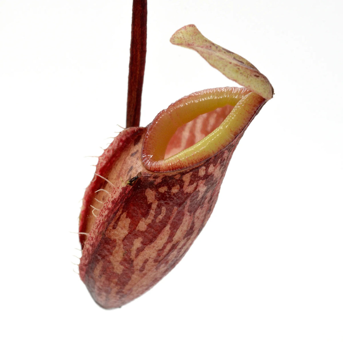 Tropical Pitcher, Nepenthes glabrata. Special Import
