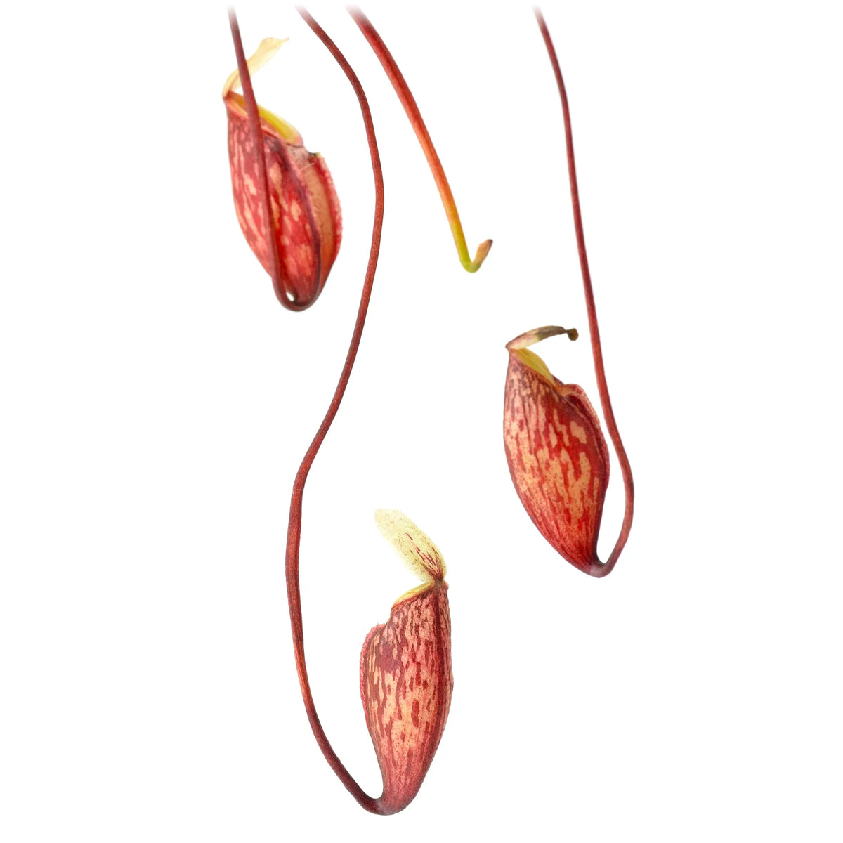 Tropical Pitcher, Nepenthes glabrata. Special Import