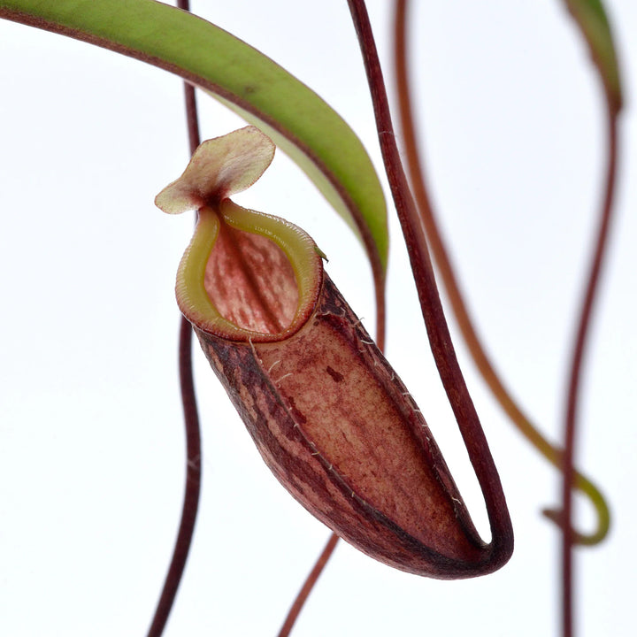 Tropical Pitcher, Nepenthes glabrata. Special Import