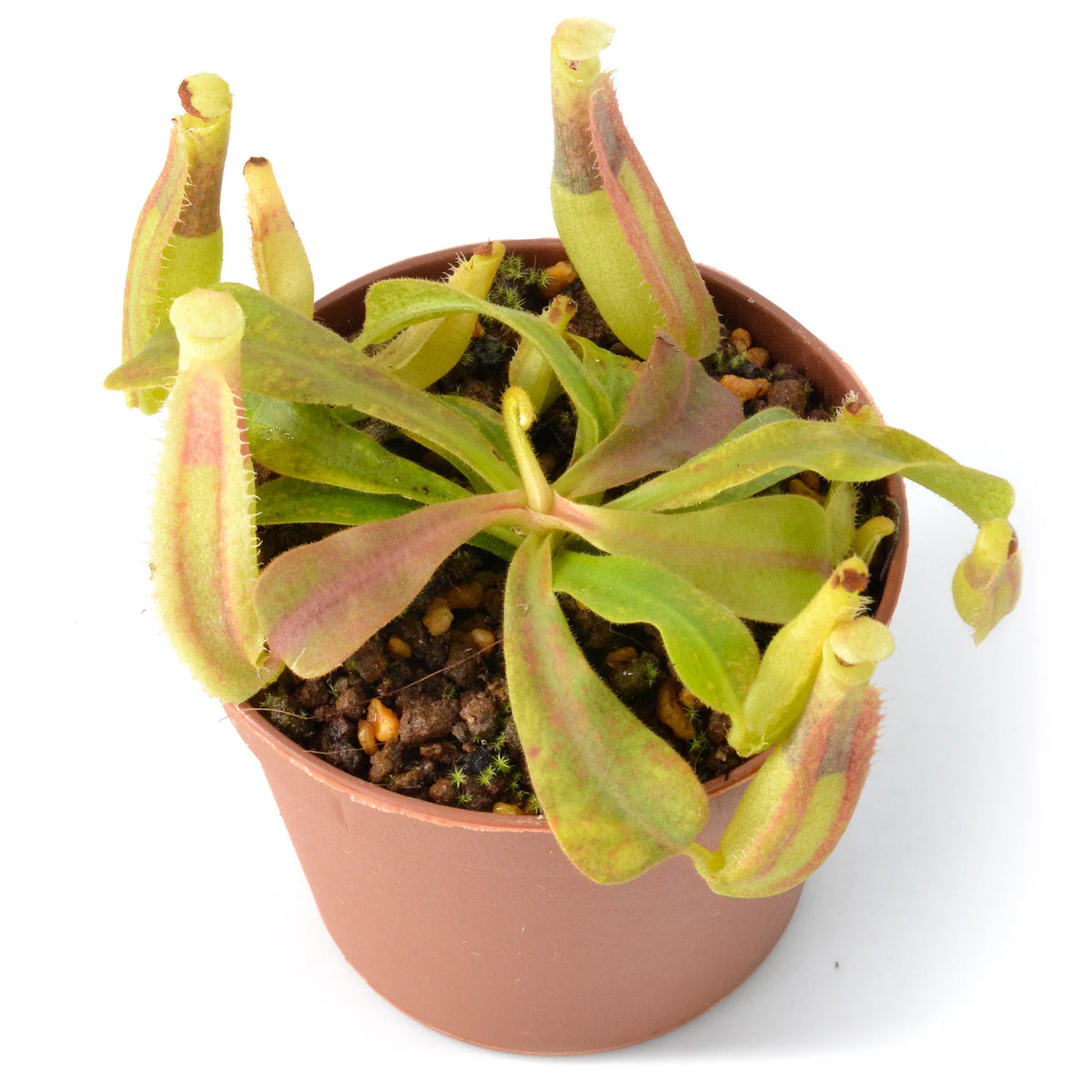 Tropical Pitcher, Nepenthes veitchii hybrid. Special Import