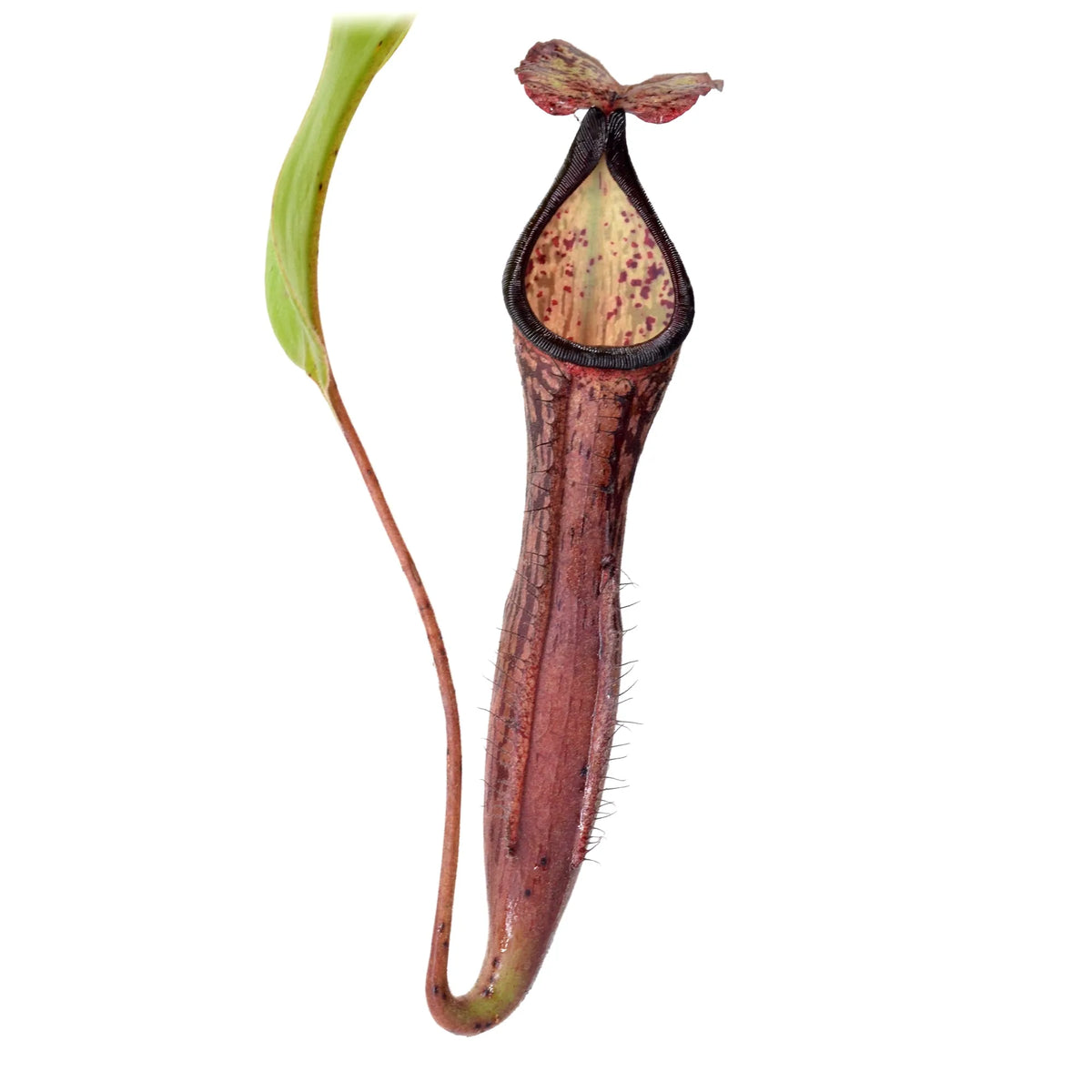 Tropical Pitcher, Nepenthes 'Samsara.' Special Import
