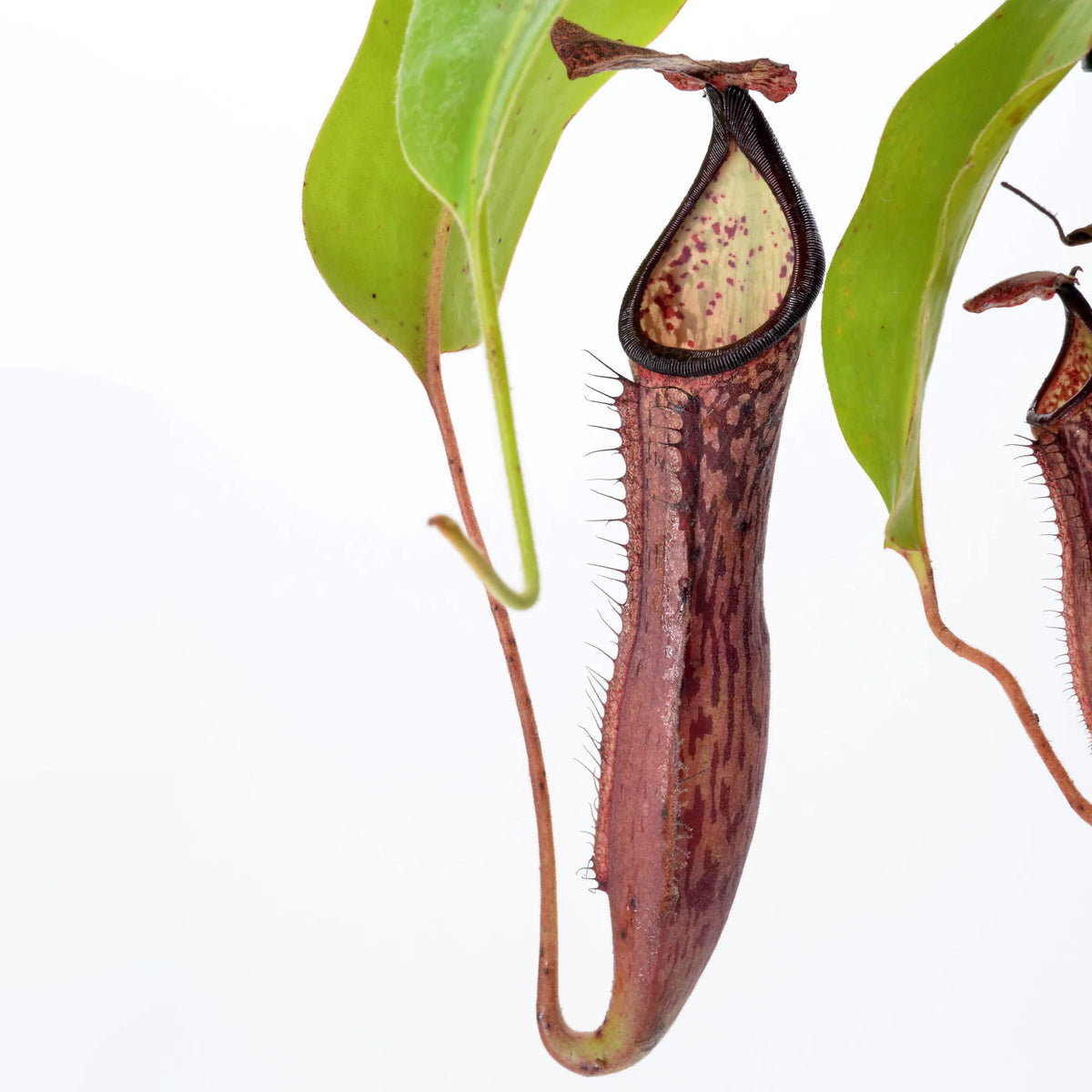 Tropical Pitcher, Nepenthes 'Samsara.' Special Import