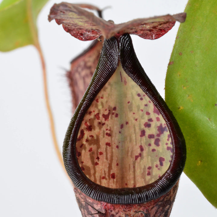 Tropical Pitcher, Nepenthes 'Samsara.' Special Import