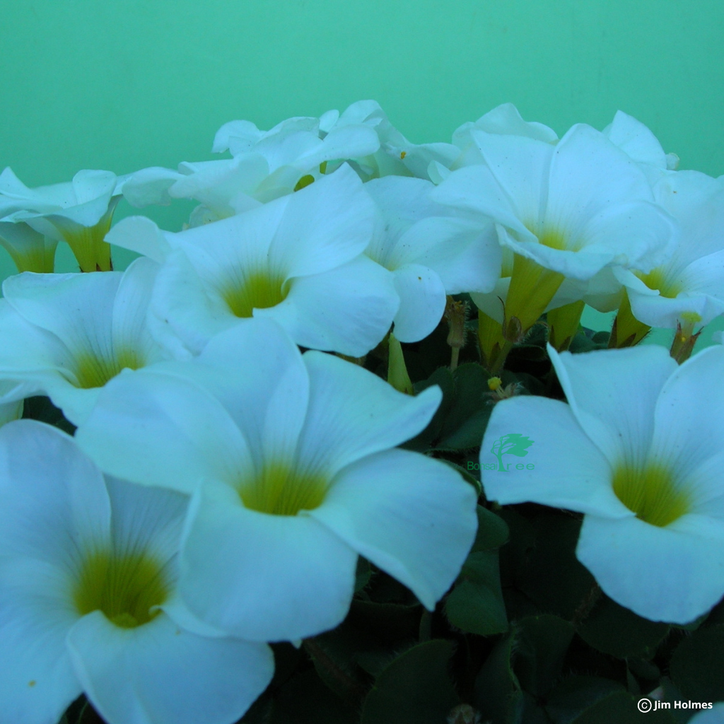 Oxalis purpurea alba, 5 bulbs. Rare and Indigenous. -   - Bulbs
