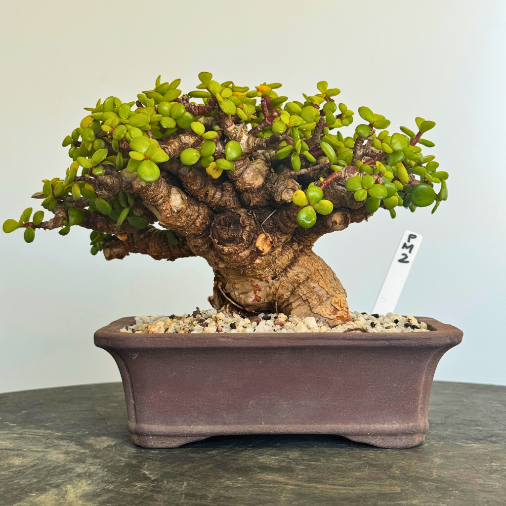 Portulacaria afra "Spekboom"