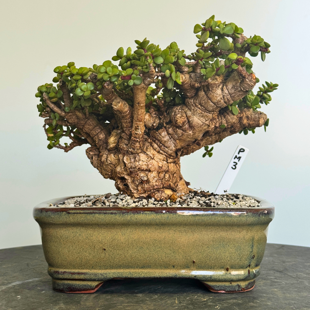Portulacaria afra "Spekboom"