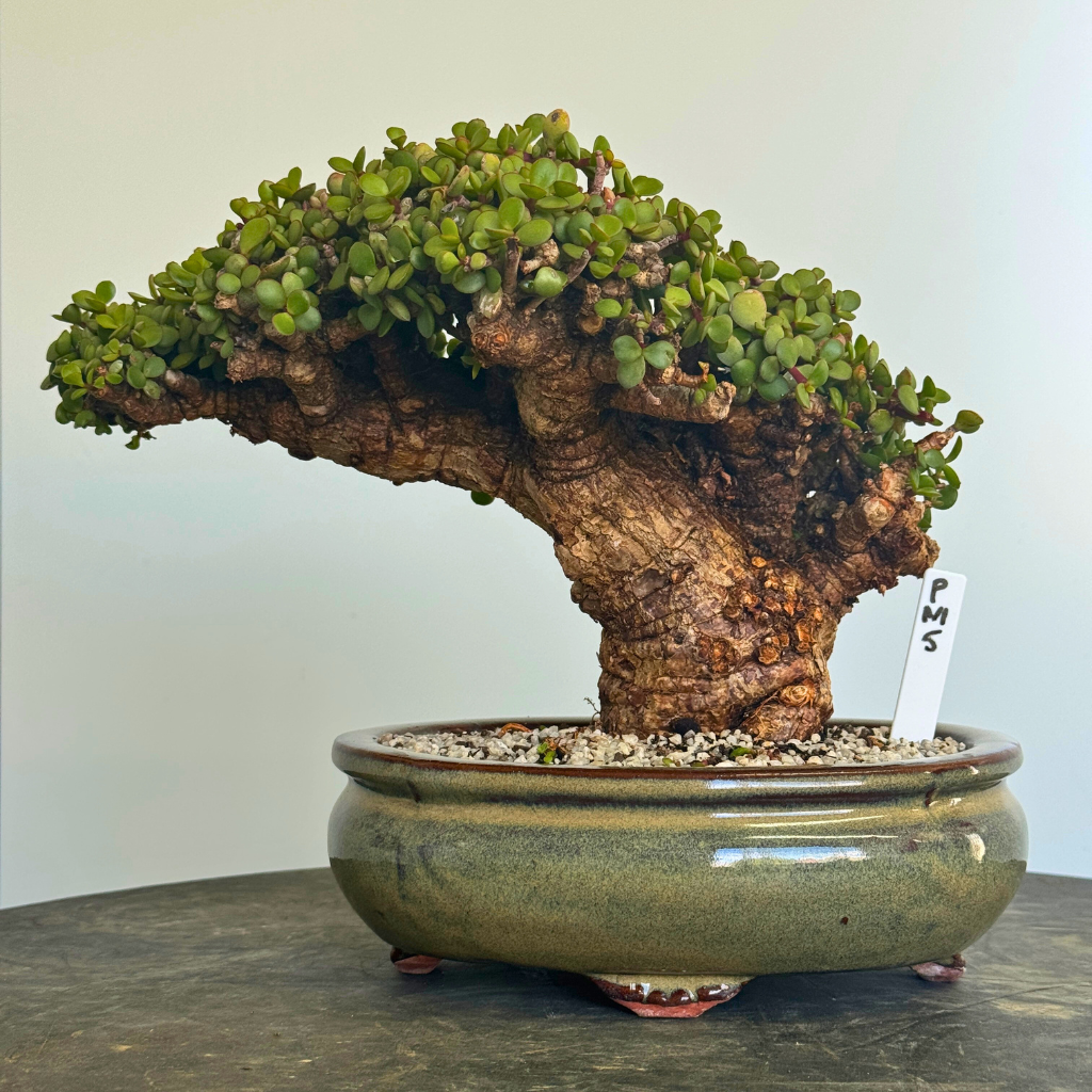 Portulacaria afra "Spekboom"