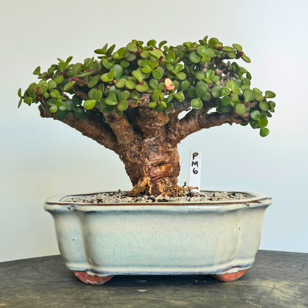 Portulacaria afra "Spekboom"