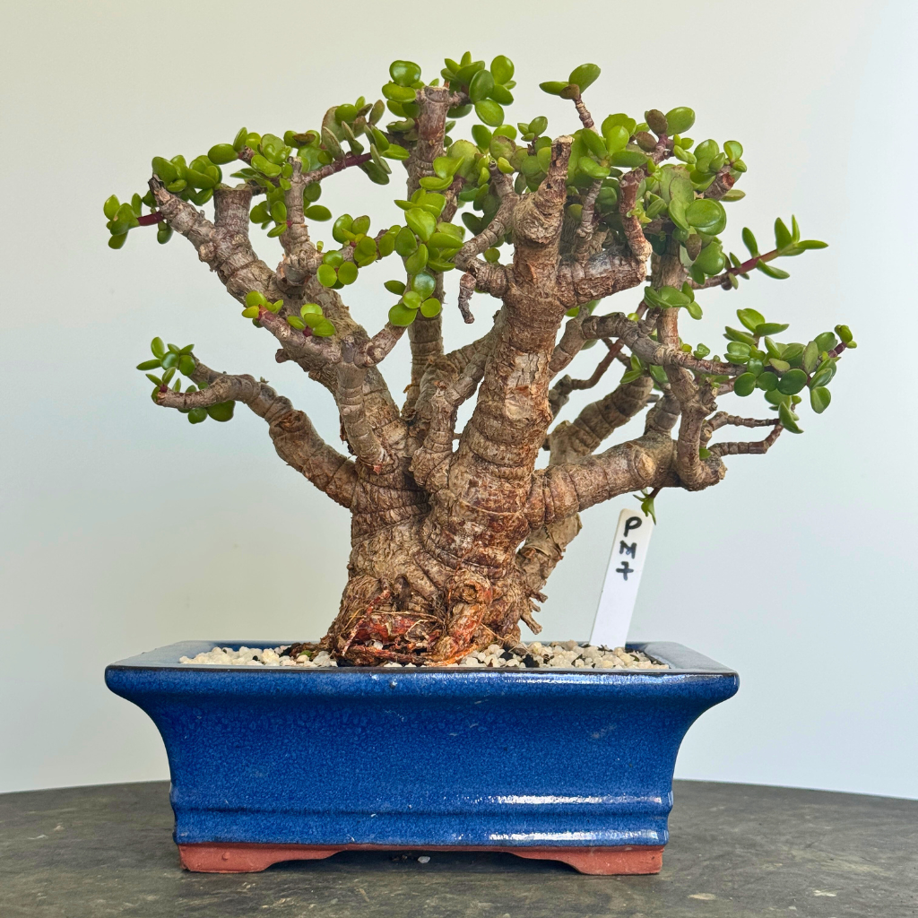 Portulacaria afra "Spekboom"