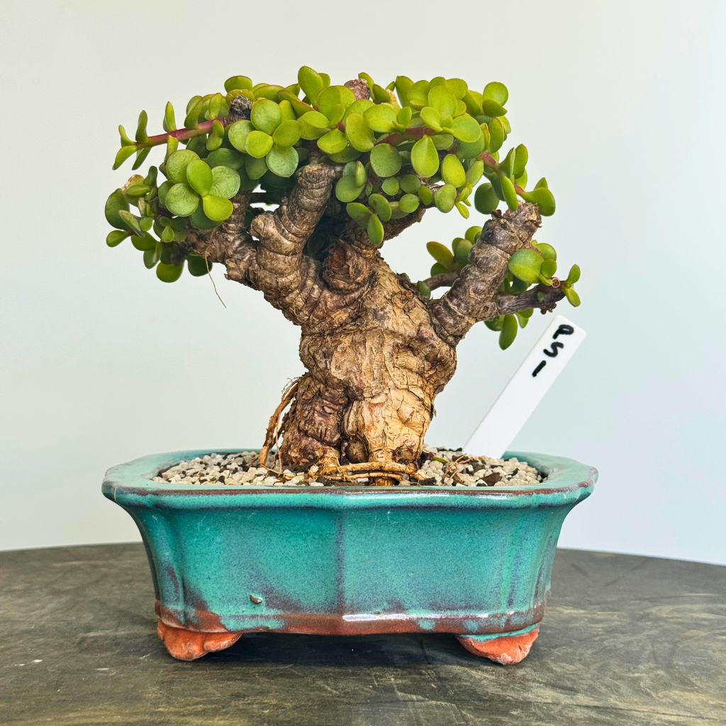 Portulacaria afra "Spekboom"