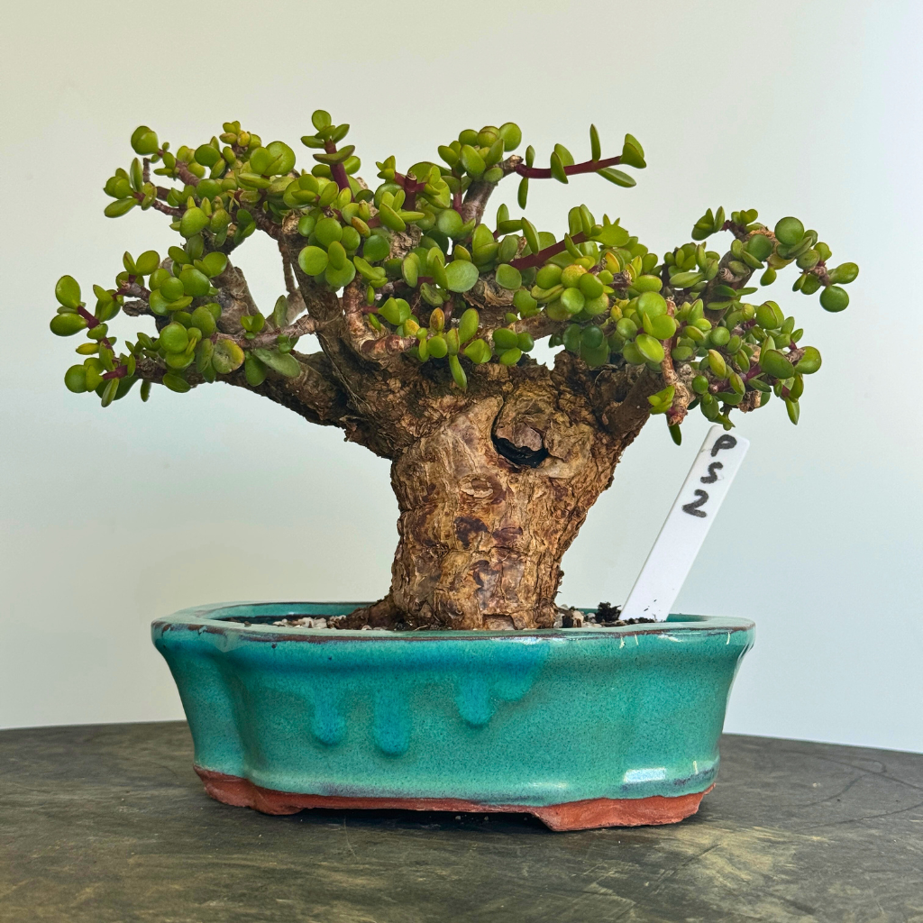 Portulacaria afra "Spekboom"