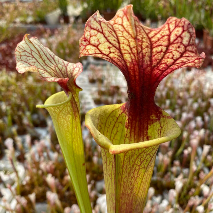 Trumpet Pitcher, Sarracenia moorei ‘Leah Wilkerson’ [Walton County Florida] H112 MK x leucophylla {Red Stripe Throat} SL61 AC DFH88. Special Import.