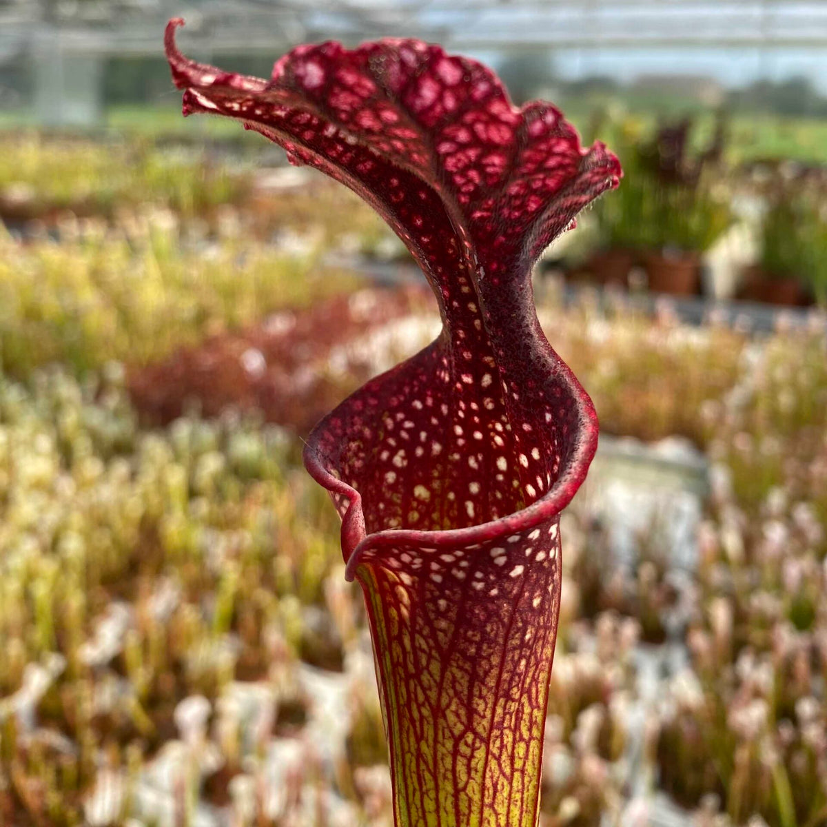 Trumpet Pitcher, Sarracenia “Red Sumatra” H45 MK x “Hybrid 01” #1 by Sarracenia