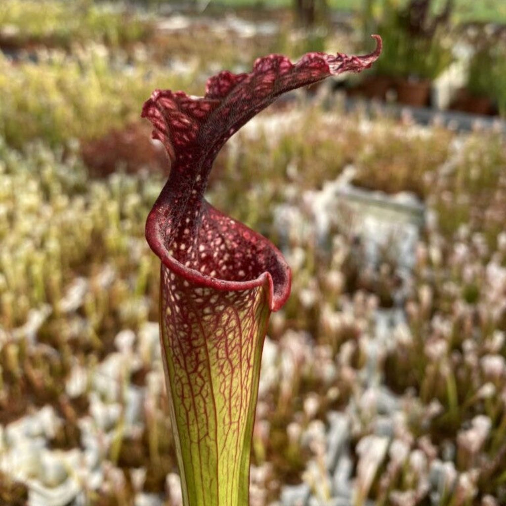 Trumpet Pitcher, Sarracenia “Red Sumatra” H45 MK x “Hybrid 01” #1 by Sarracenia